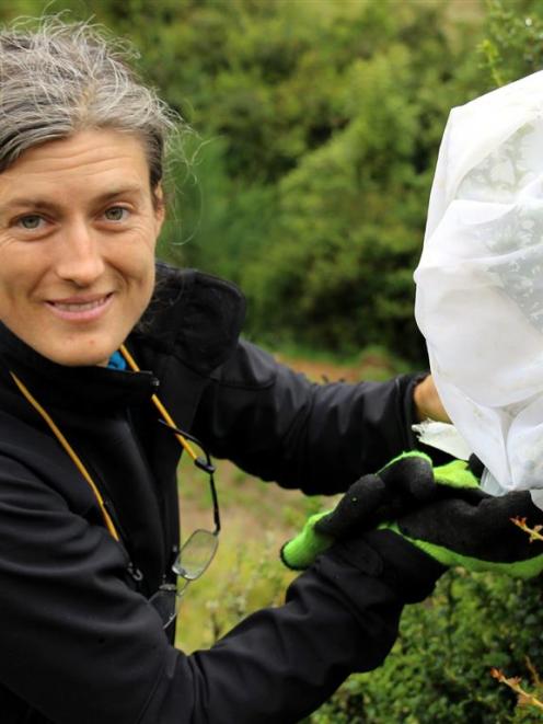 Biocontrol contractor Jesse Bythell releases Chilean weevils on to a Darwin’s barberry plant near...