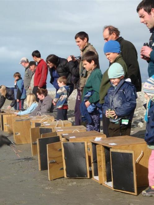 Black stilts being released near Lake Pukaki last week. Photo: DOC