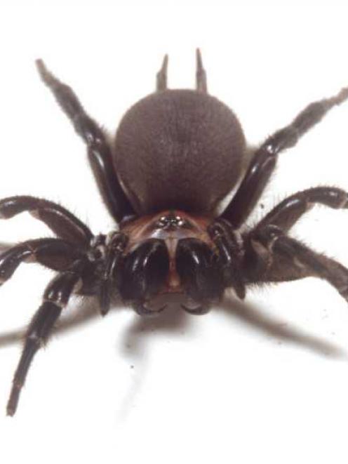 Black tunnelweb spider