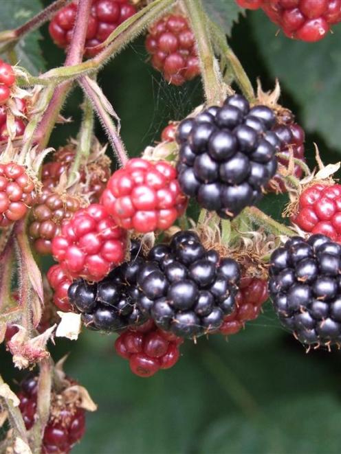 Blackberries need to be pruned after fruiting. Photo: Gillian Vine