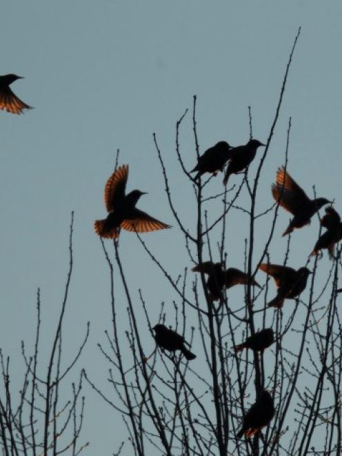 Blackbirds perch in trees in the town of Hopkinsville, Kentucky. REUTERS/Harrison McClary