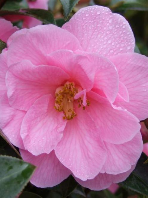 Blossoms on early-flowering camellias are a welcome sign of spring. Photo by Gillian Vine.