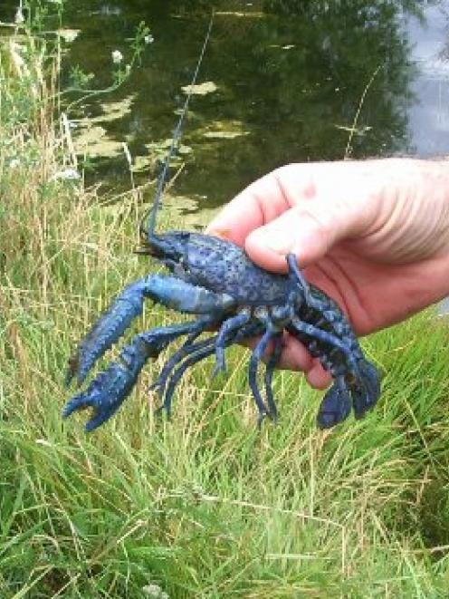 Little nipper . . . One of the Divers’ blue koura.  Photo by Meg Davidson