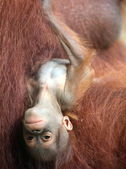 Bornean orangutan Ah Meng Junior clings to her mother Anita at Singapore Zoo last week. Ah Meng...