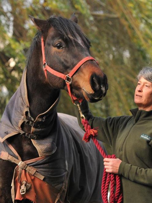 Breeder Kathryn Abernethy with a friend's horse in Mosgiel yesterday. Photo by Craig Baxter.