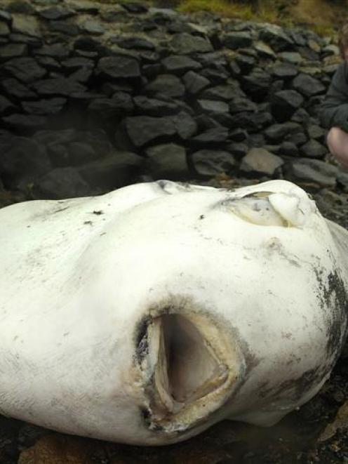 Broad Bay resident Elliot Blake-Auld (17) examines the huge sunfish which washed up dead on the...