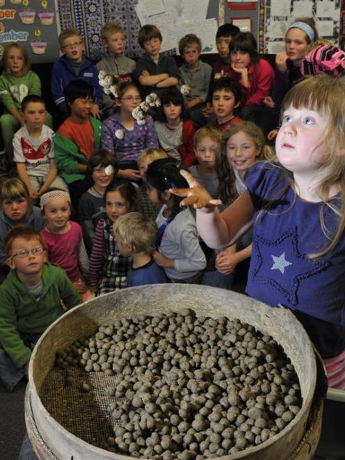 Broad Bay School pupil Jemma Gordon (6) practises her seed ball throwing technique while envious...