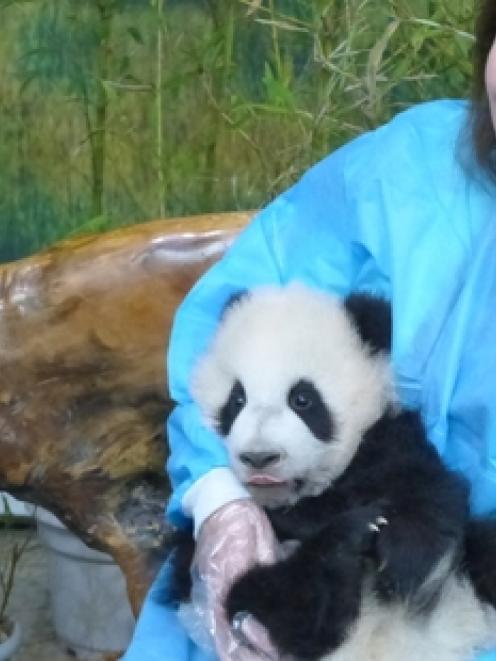 Bronagh Key says hello to 3-month-old Xing Yu at the Chengdu Panda Breeding Research Centre in...