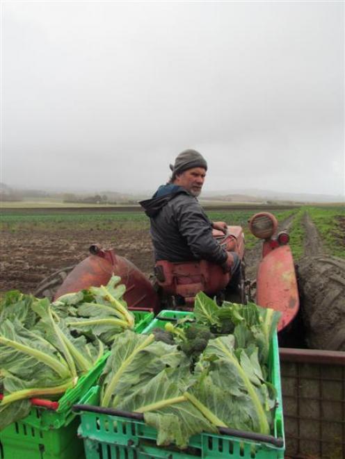 Brydone Growers owner Marty Quennell braves the rain to harvest broccoli for market. Photo by...