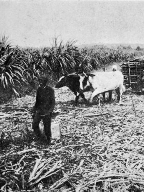 Bullocks haul carts laden with newly cut sugar cane to the Colonial Sugar Refining Company's mill...