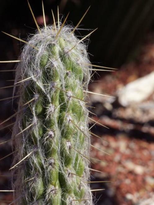 Cacti and succulents can be raised from cuttings made during the next month. Photo by Gillian Vine.