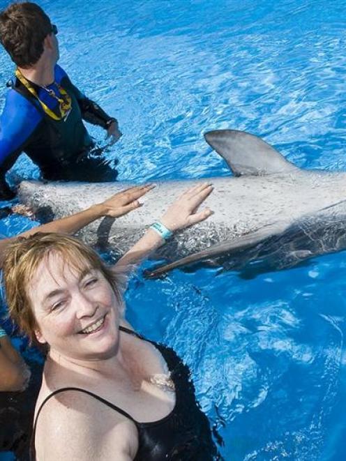 Calamity has her tummy tickled by tourists at Pet Porpoise Pool, Coffs Harbour. Janice Murphy is...