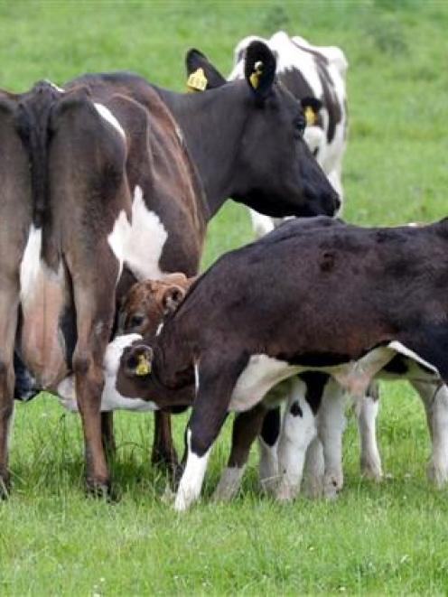 Calves feed from a dairy cow near Owaka, in South Otago.  Photo by Stephen Jaquiery.