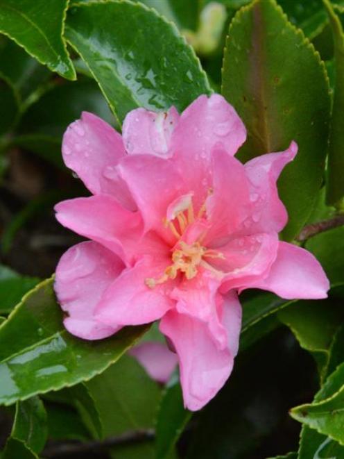 Camellia hiemalis, ''Bonsai Baby''. Photo by Gerard O'Brien.