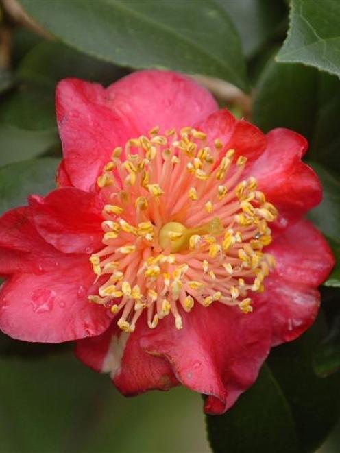 Camellia japonica 'Hinomaru' at Dunedin Botanic Garden. Photo by ODT.
