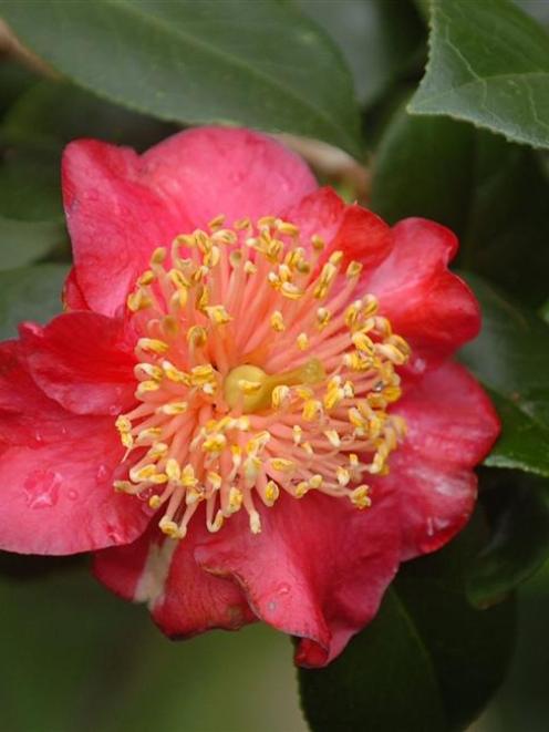 Camellia japonica 'Hinomaru' is considered the finest of the red Higo camellias. Photo by Peter...
