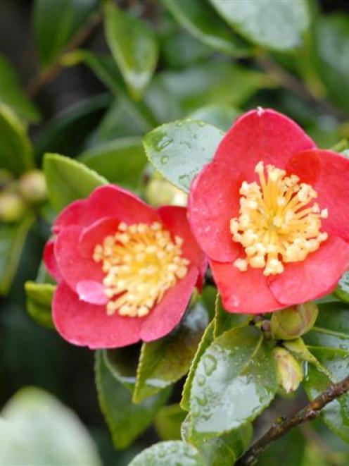 Camellia x vernalis 'Yuletide'. Photo by Gregor Richardson.