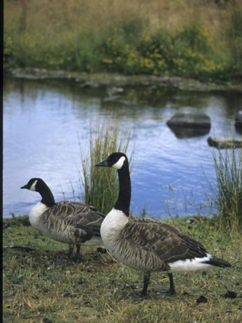 Canada Geese. Photo by Kevin Drew.