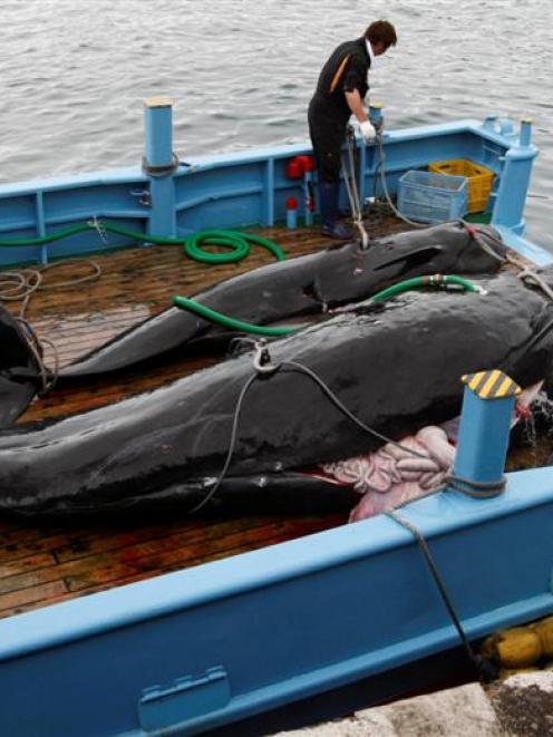 Captured short-finned pilot whales on the deck of a whaling ship.  REUTERS/Issei Kato/Files