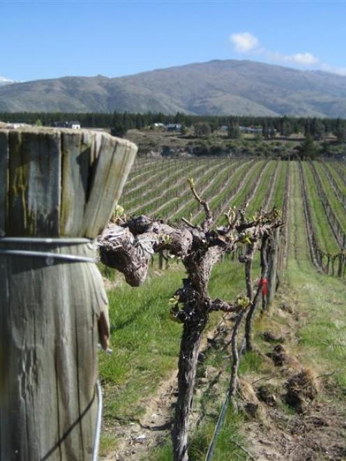 Carrick Winery, Central Otago. Photo by Charmian Smith.