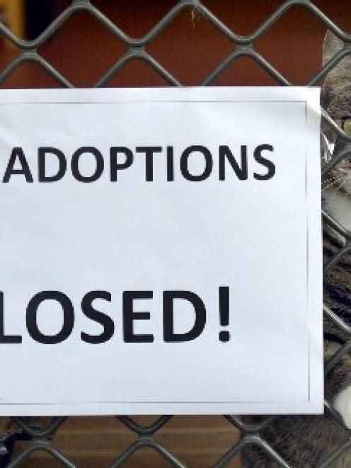 Cat adoptions at the SPCA have been closed.
