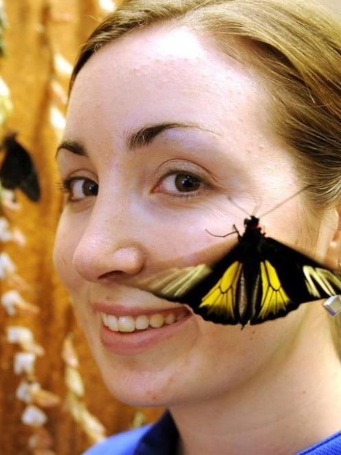 Cathryn Edwards, of the Otago Museum, watches butterflies emerge from their cocoons in the museum...