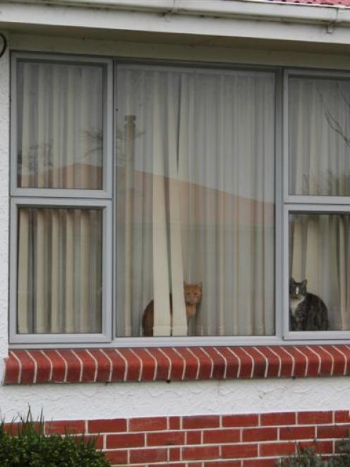 Cats sit on the windowsill at Averil Gardiner's Invercargill home. Photo by Allison Beckham.