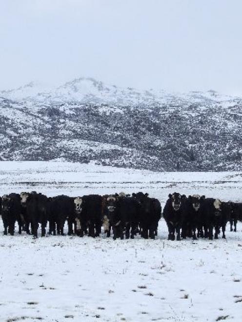 Cattle wait in the snow for another feed of hay at Becks yesterday. Photo by Lynda Van Kempen.
