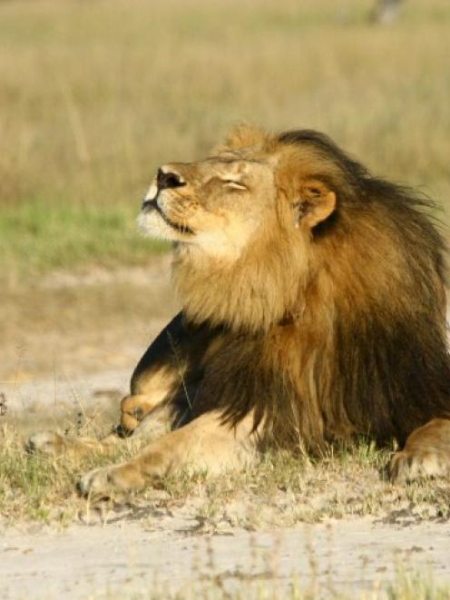 Cecil the lion. Photo Reuters