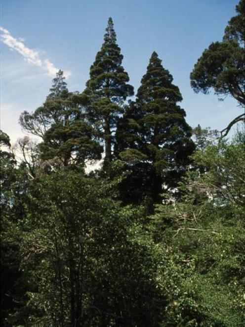 Cedars form a striking skyline in the native forest near Leith Saddle. Photo by Neville Peat.
