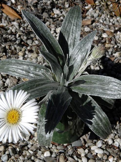 Celmisia, the mountain daisy. Photo by Linda Robertson.