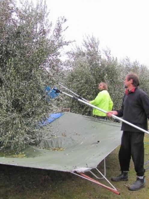 Hardy Olive Growers Warm To Cold Task Otago Daily Times Online News Central Otago Olive Growers Stephen Nearest Camera And Chris Clark Continue Raking Their Trees