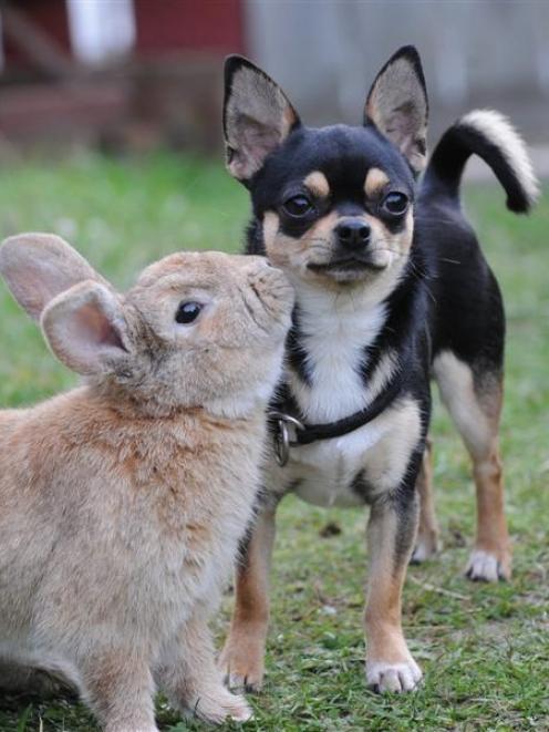 Chihuahua Timmy and his rabbit mate, Solomon, play at owner Beverley Livingstone's Caversham home...