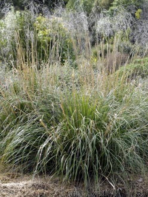 Chionochloa flavescens Photo by Gregor Richardson.