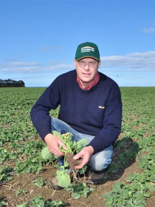 Chris Dennison examines a paddock of canola sown on his Hilderthorpe property. Photo supplied.