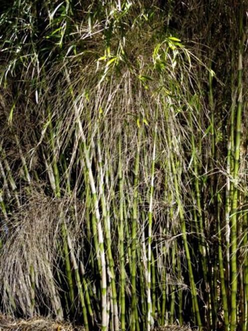 Chusquea culeou is a perfect clump-forming bamboo. Photo by Gerard O'Brien