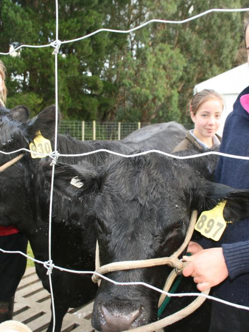 Cleaning  cattle before they compete in the beef section of the Southland  A&P Show, Invercargill...