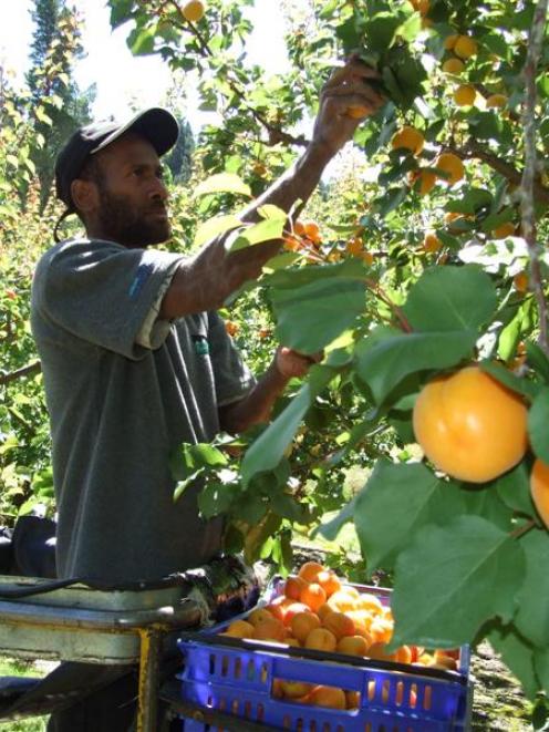 Cliff Richards,  of Vanuatu,  picks Sundrop apricots at Clyde yesterday. The fruit is destined...