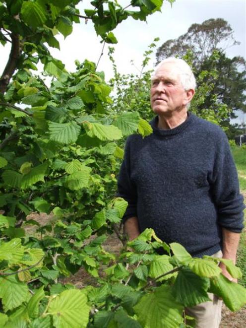 Clive Blunden inspects some of the 2000 hazelnut trees on his property near Maheno. Photo by...