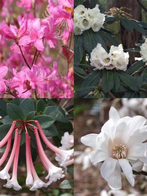 Clockwise from top-left: A deciduous azalea in its spring finery; one of the large-flowered...