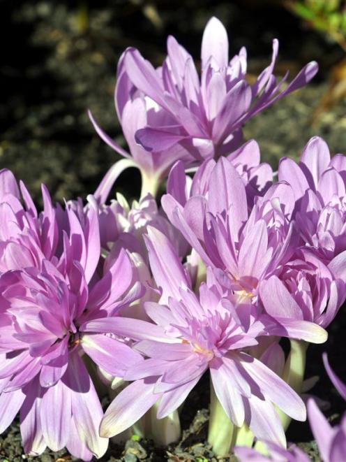 Colchicum ''Waterlily''. Photo by Christine O'Connor.