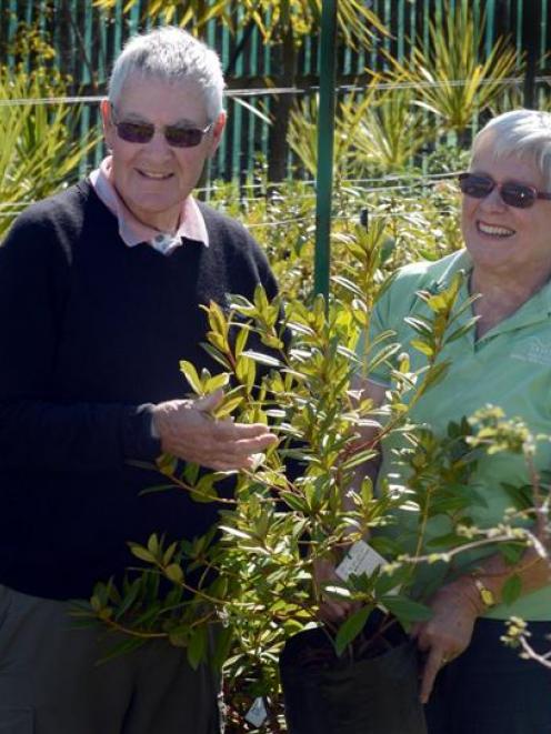 Colin and Mavis McBeath are closing Oderings Nurseries Dunedin. Photo by Peter McIntosh.