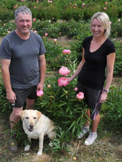 Commercial peony growers Rodger and Cindy Whitson, with Marley the dog, at Janefield Paeonies,...