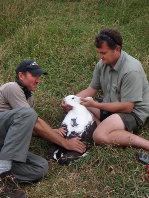 Conservation Department ranger Colin Facer (left) and Royal Albatross Centre head ranger Lyndon...