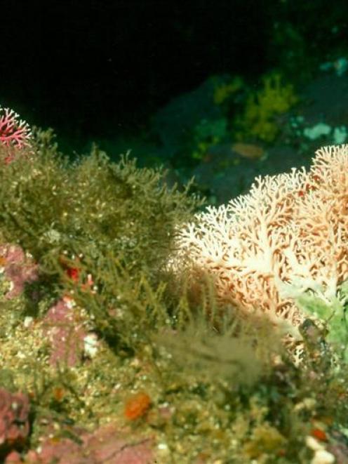 Coral is just some of the wonders of the deep in Dusky and Doubtful Sounds. Photo supplied.