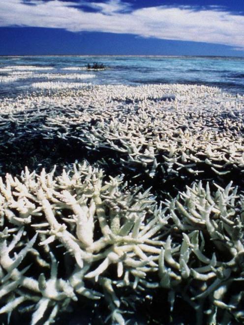 Coral on Australia's Great Barrier Reef can be seen suffering from bleaching in this file photo. ...