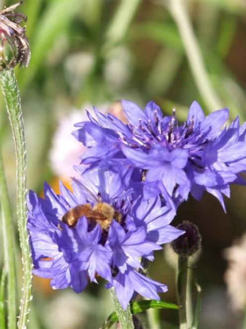 Cornflowers are easy-to-grow annuals that attract bees.