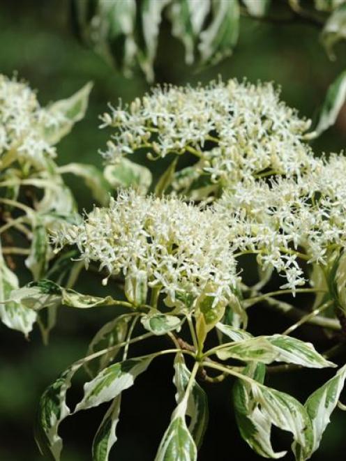 Cornus controversa 'Variegata'