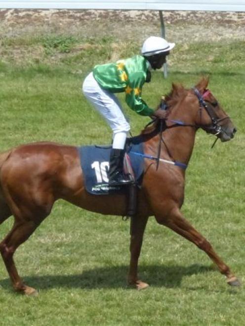 Coulee is among a host of chances in the New Zealand Bloodstock Pearl Series race at Wingatui...