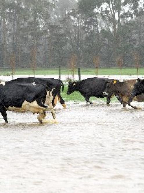 Cows cross a flooded paddock on the Lower Waitaki Plain. Photo by Stephen Jaquiery.